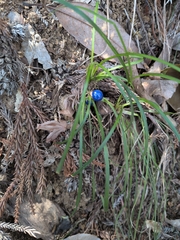 Barbe De Serpent Naine (Ophiopogon japonicus)
