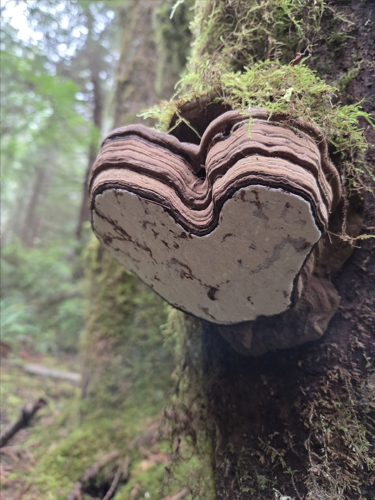 Ganoderma brownii · March 2026 · photo: © mandymushii (iNaturalist, cc-by)