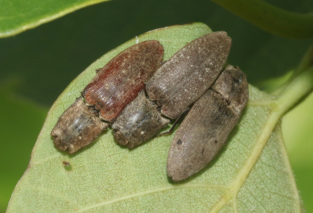 Agrypnus pulvereus