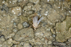 Athysanini