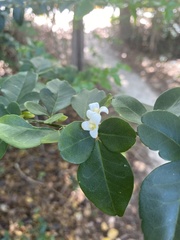 Triphasia trifolia