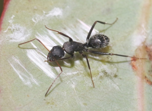 Camponotus madagascarensisCamponotus madagascarensis