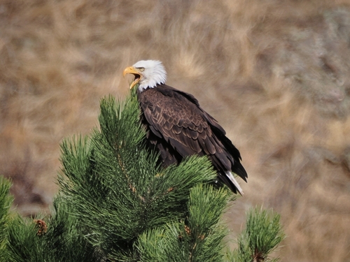 Bald Eagle photographed in Colorado