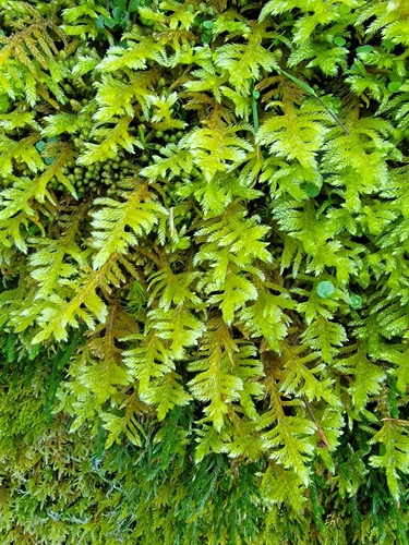 Trachybryum Moss (Homalothecium megaptilum)
