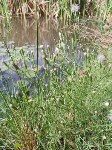 saltmarsh aster