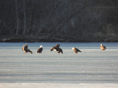 Bald Eagle photographed in Minnesota