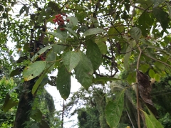 Cordia ecalyculata