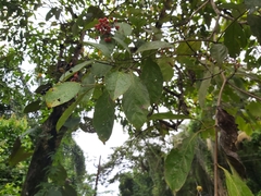 Cordia ecalyculata