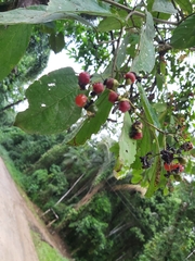 Cordia ecalyculata