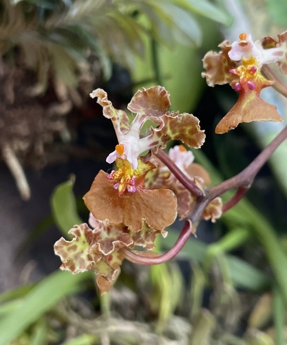 Oncidium luridum observed 2026-03-21