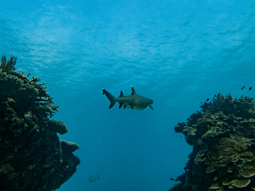 White-tip Reef Shark