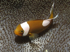 Amphiprion polymnus