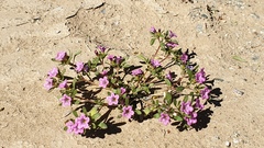 Nama hispida spathulata