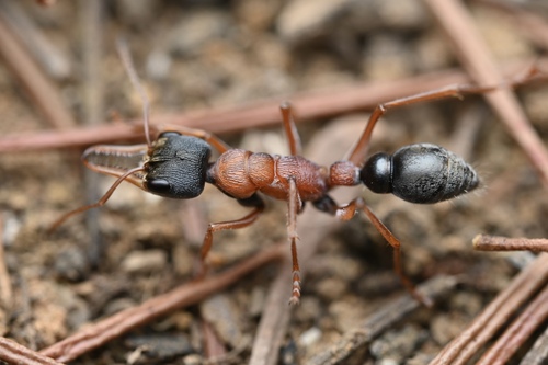 华美牛蚁Myrmecia elegans