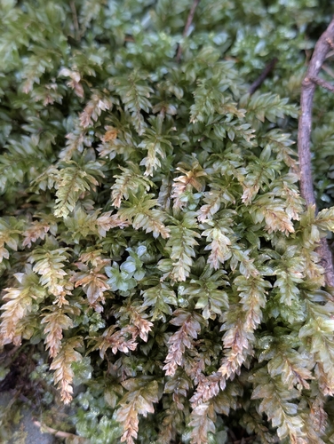 Badge Moss (Plagiomnium insigne)