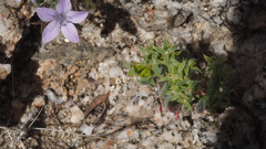 Chorizanthe corrugata