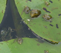 Ampullaceana balthica