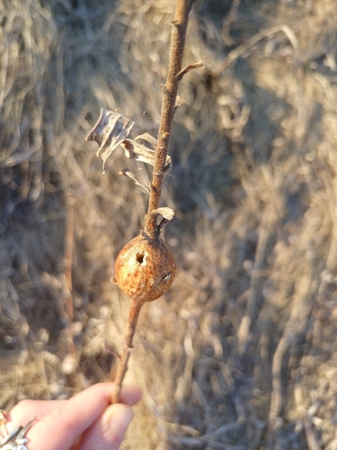 Unknown species found near Maple Grove, MN 55311, USA