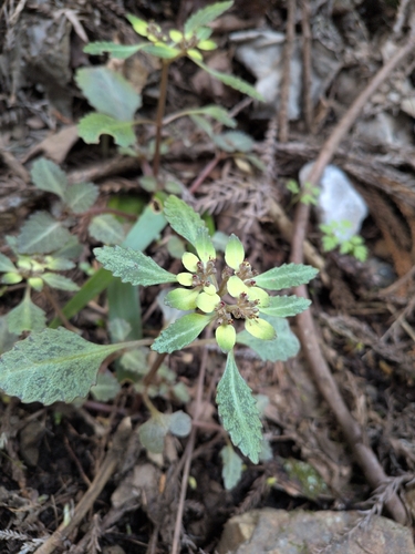 Big-leaf golden saxifrage (Chrysosplenium macrostemon)