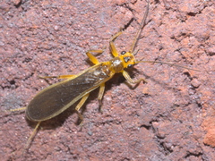 Perlesta
