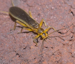 Perlesta