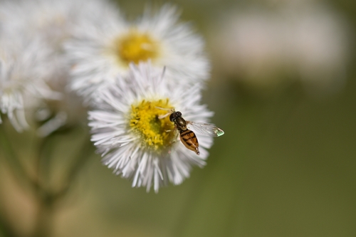 Unknown species found near Alvin, TX, USA