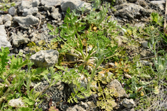 Cnidium monnieri