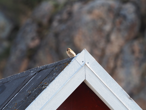 Greenland Redpoll
