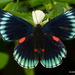 Mariposa Rubíes Rayados - Photo (c) Andreas Kay, algunos derechos reservados (CC BY-NC-SA)