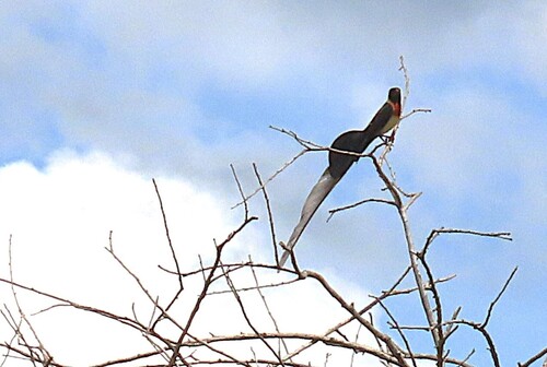 iNaturalist image