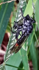 Andrenosomatini