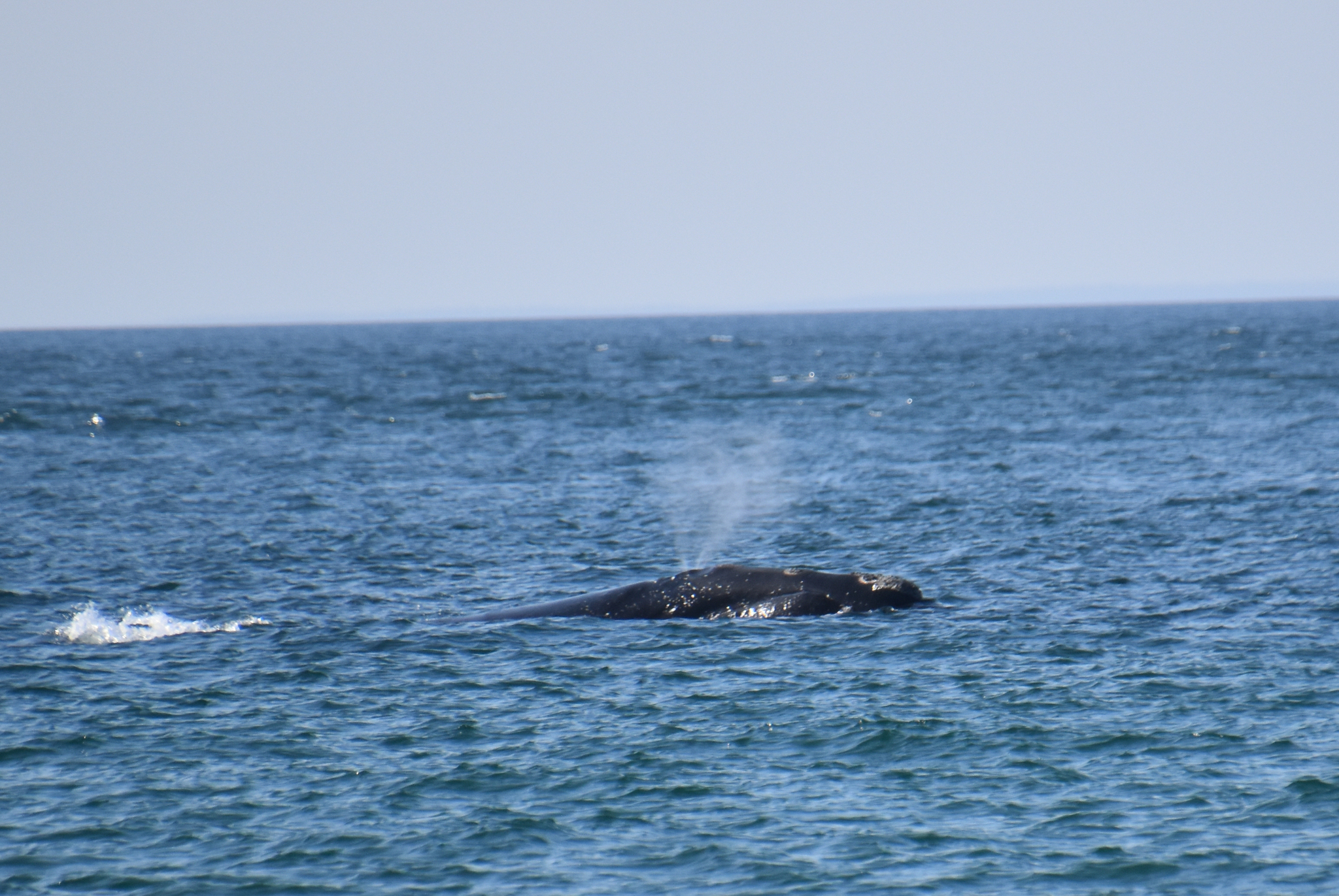 Eubalaena glacialis