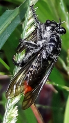 Andrenosomatini