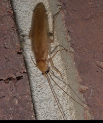 Parcoblatta fulvescens