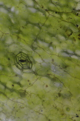 Mannia gracilis