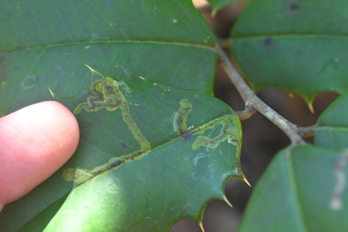 Unknown species found near Sassafras Trail, Paris Mountain