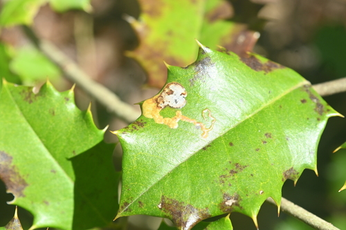 Unknown species found near Sassafras Trail, Paris Mountain