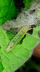 Cerconota sciaphilina