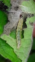 Cerconota sciaphilina