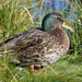 Greenland Mallard - Photo (c) Nathan Earley, some rights reserved (CC BY), uploaded by Nathan Earley