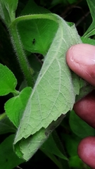 Cerconota sciaphilina