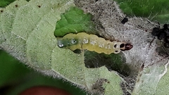 Cerconota sciaphilina