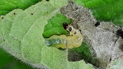 Cerconota sciaphilina