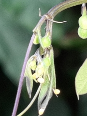 Heliconius charithonia