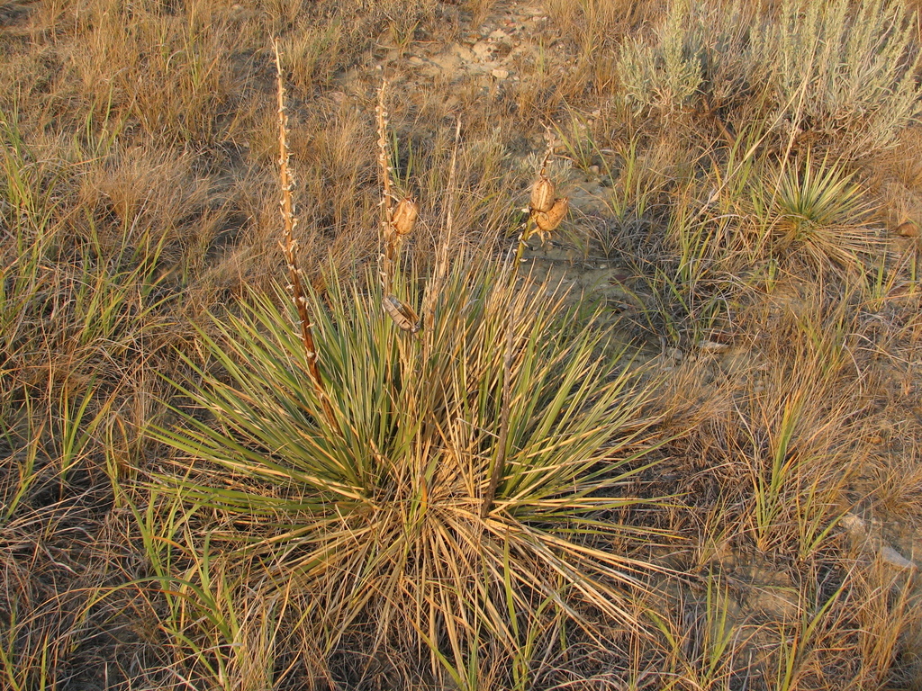Yuccas (genus)