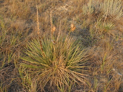 Yucca glauca