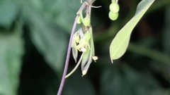 Heliconius charithonia