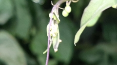 Heliconius charithonia