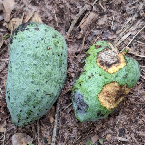 Annona cacans (Annona cacans)