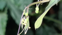 Heliconius charithonia
